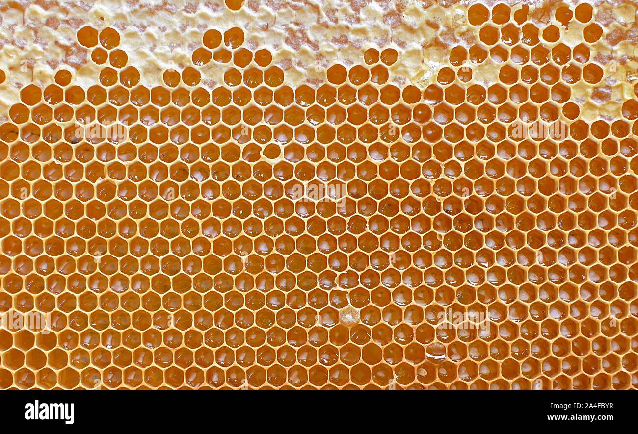 Motif nid d, découpe hexagonale. Résumé motif de fond avec les couleurs de Golden. Banque D'Images