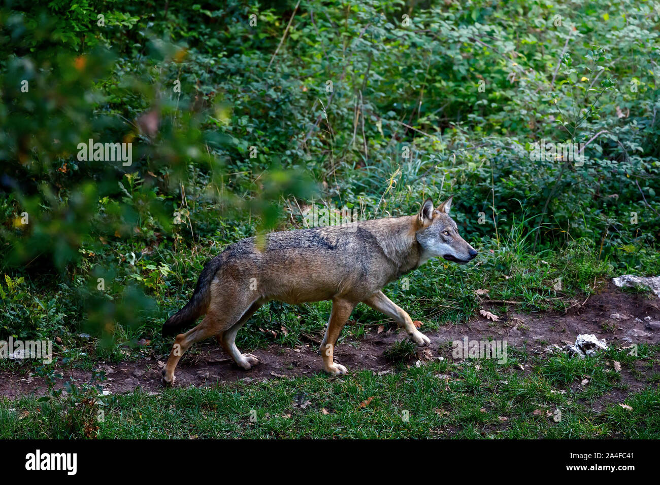 Spécimen mâle du loup alpha dominante. Le loup solitaire marche sur le  chemin forestier. Splendide exemple de l'italien le loup, Canis lupus  sous-espèce unique ita Photo Stock - Alamy