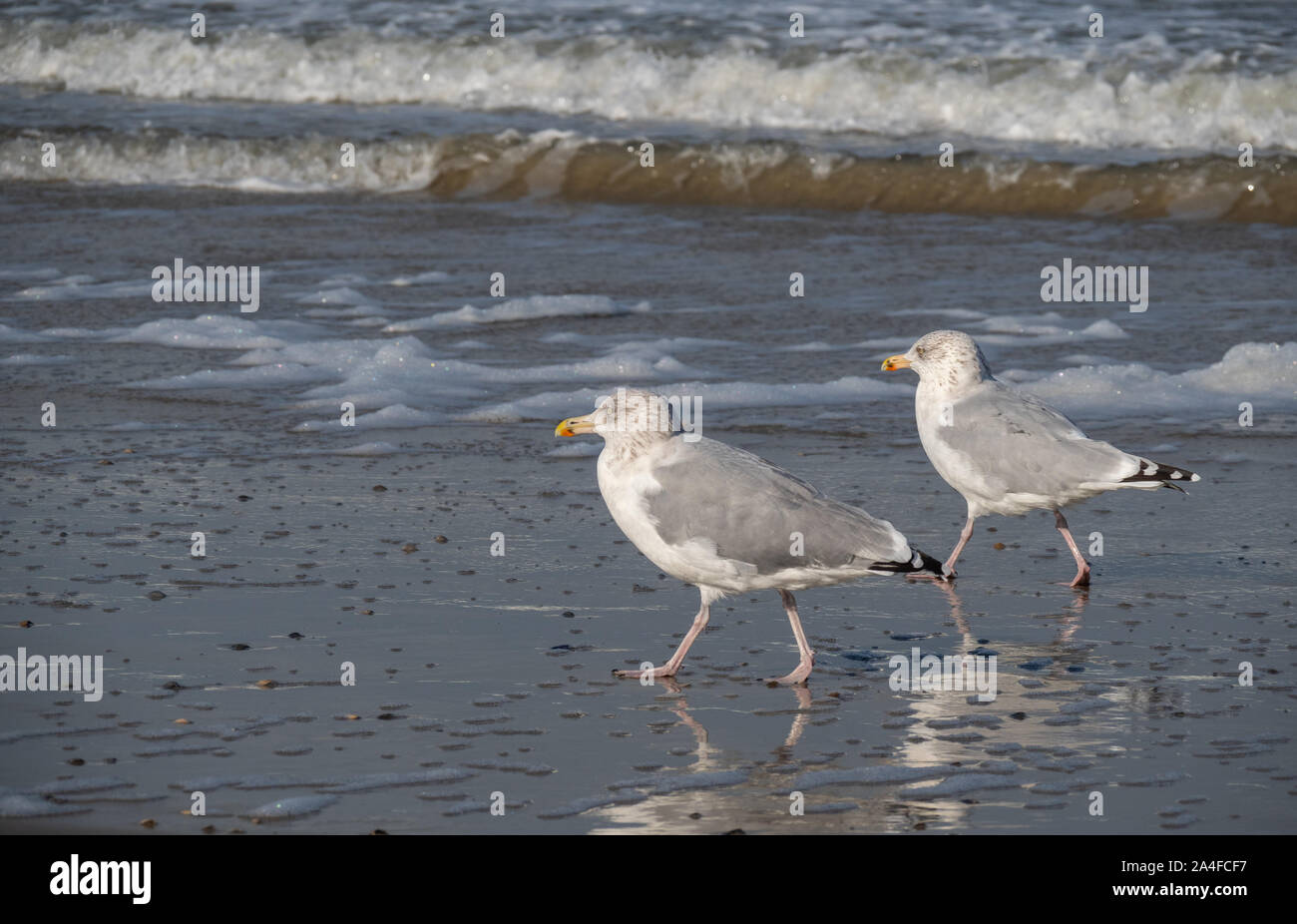 Mouettes sur la plage Banque D'Images