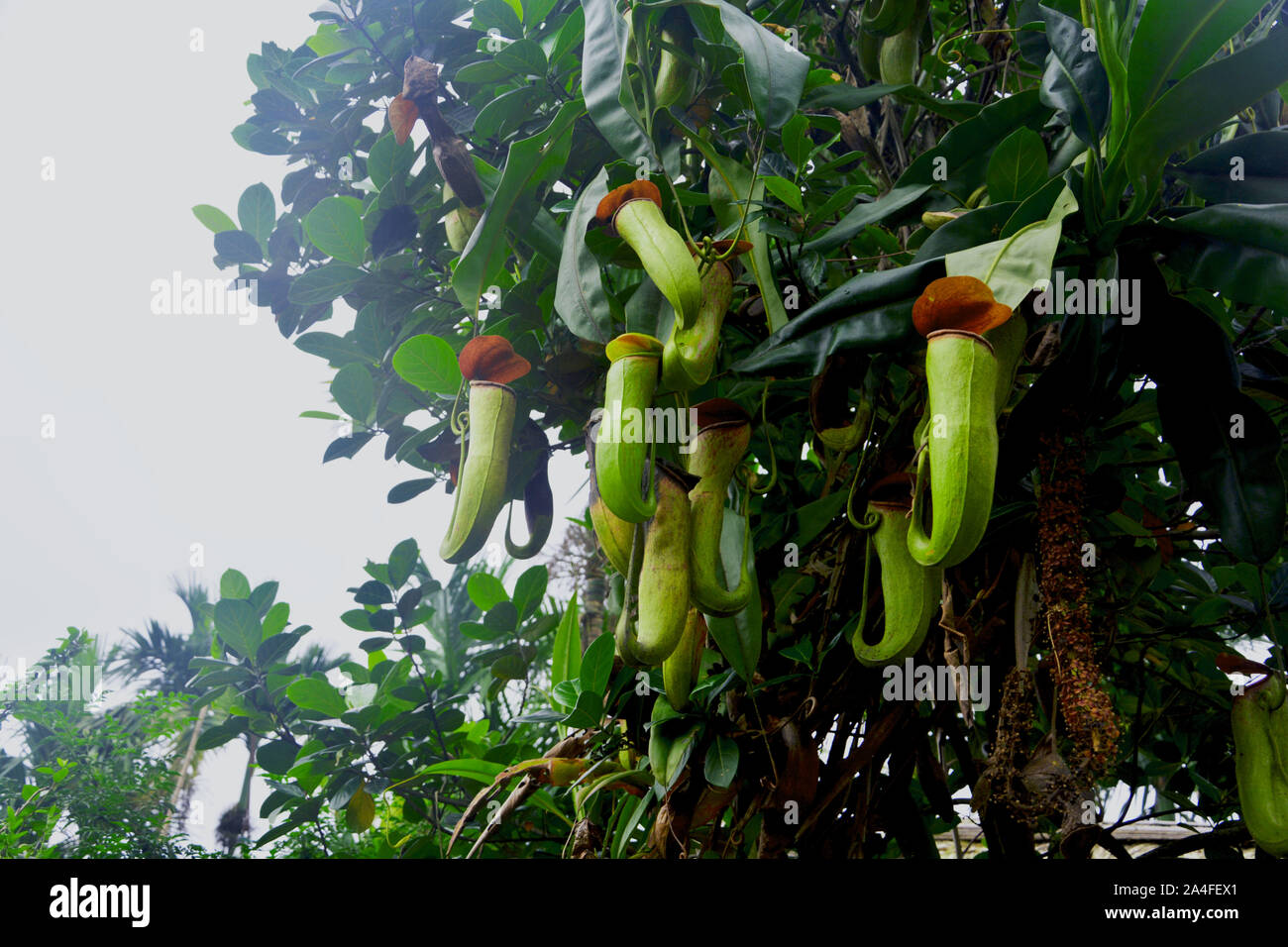 Sarracénie - Nepenthes est un genre de plantes carnivores, également connu sous le nom de la sarracénie tropical Banque D'Images