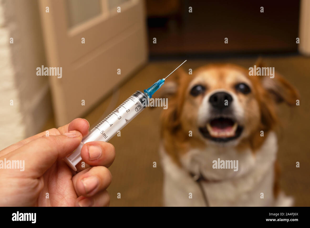 La main avec la seringue et le chien la préparation de l'injection du vaccin sur l'arrière-plan.La vaccination, la Journée mondiale de la rage et de soins de santé pour animaux de concept. Selective focus Banque D'Images