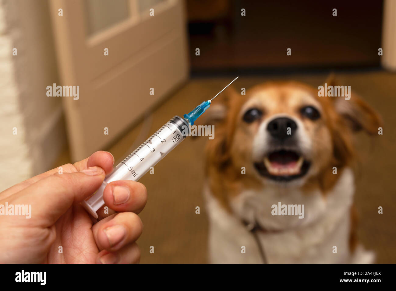 La main avec la seringue et le chien la préparation de l'injection du  vaccin sur l'arrière-plan.La vaccination, la Journée mondiale de la rage et  de soins de santé pour animaux de concept.