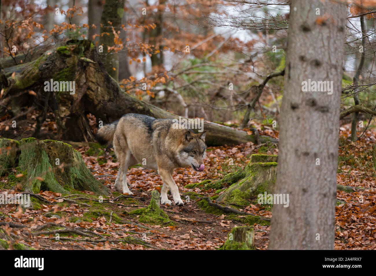 Le loup (Canis lupus), le Parc National de la forêt bavaroise, Bavière, Allemagne. Le parc national Bayerischer Wald a une superficie de 200ha avec grande baie de la faune Banque D'Images