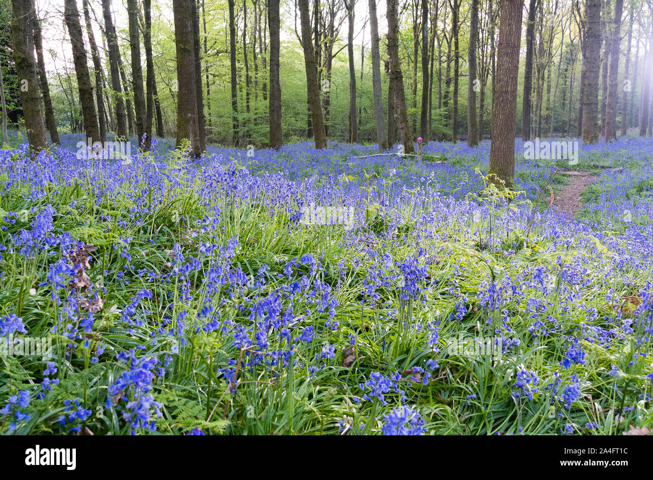 Dorking, UK. Bluebell spectaculaire affichage dans Surrey woods Banque D'Images