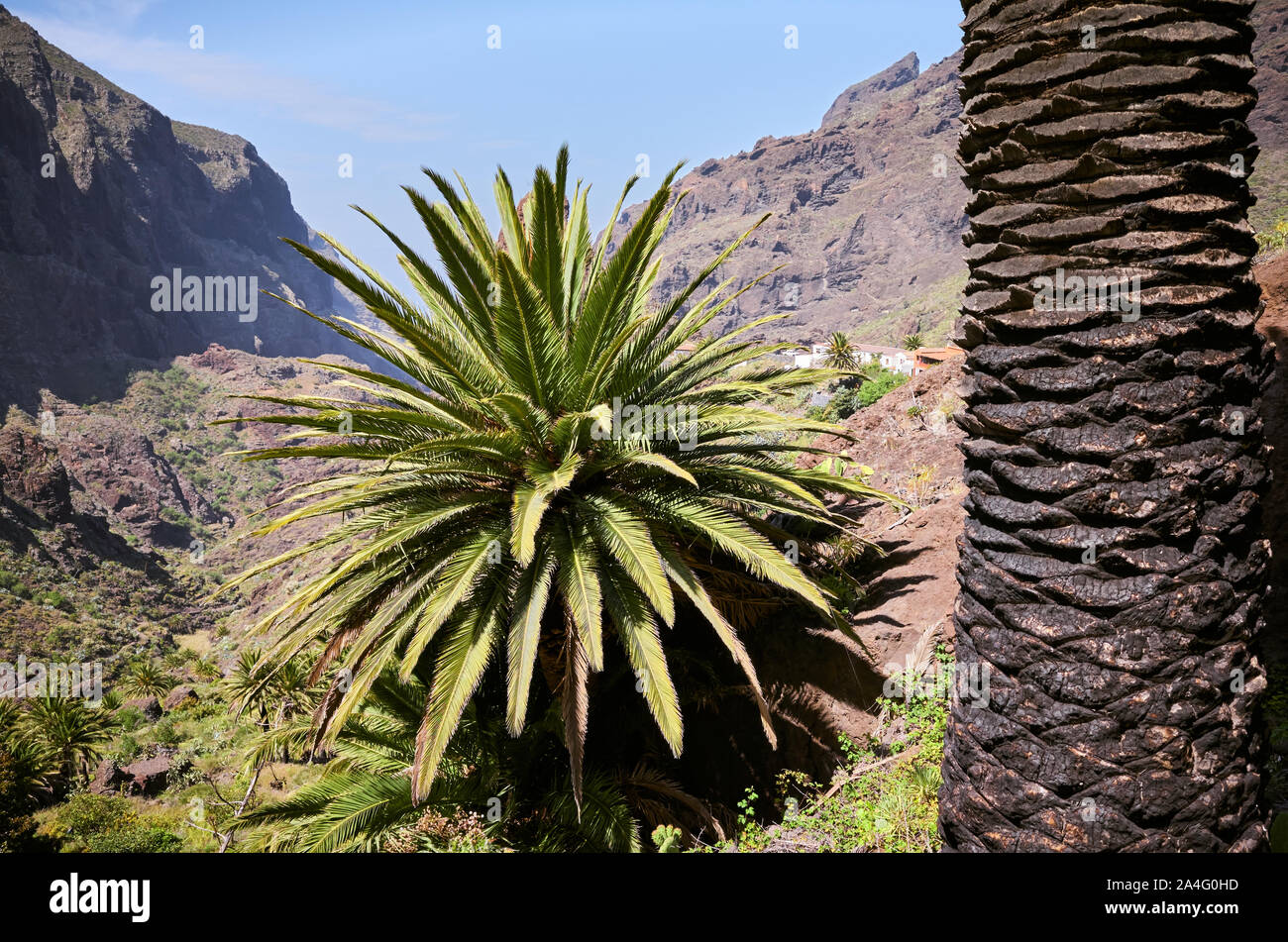 Palmier et le tronc massif de Teno, Tenerife, Espagne. Banque D'Images Palmier et le tronc massif de Teno, Tenerife, Espagne. Banque D'Images