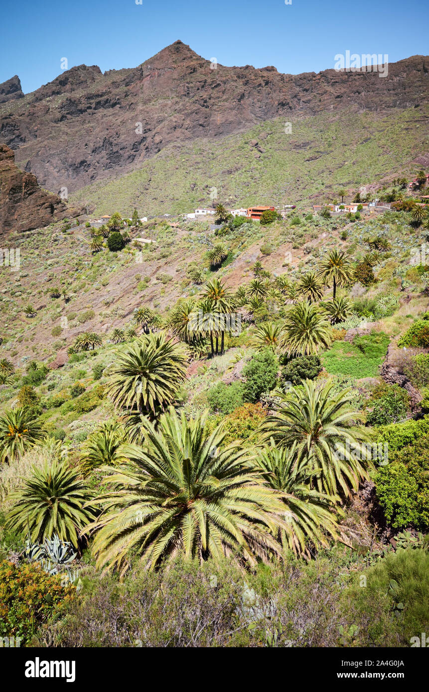 Palmiers sur massif de Teno raide, Tenerife, Espagne. Banque D'Images Palmiers sur massif de Teno raide, Tenerife, Espagne. Banque D'Images