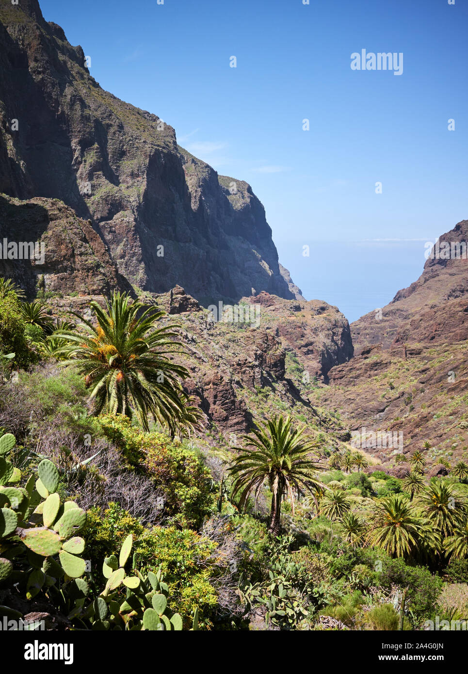 Palmiers et opuntia sur massif de Teno pentes abruptes, Tenerife, Espagne. Banque D'Images Palmiers et opuntia sur massif de Teno pentes abruptes, Tenerife, Espagne. Banque D'Images