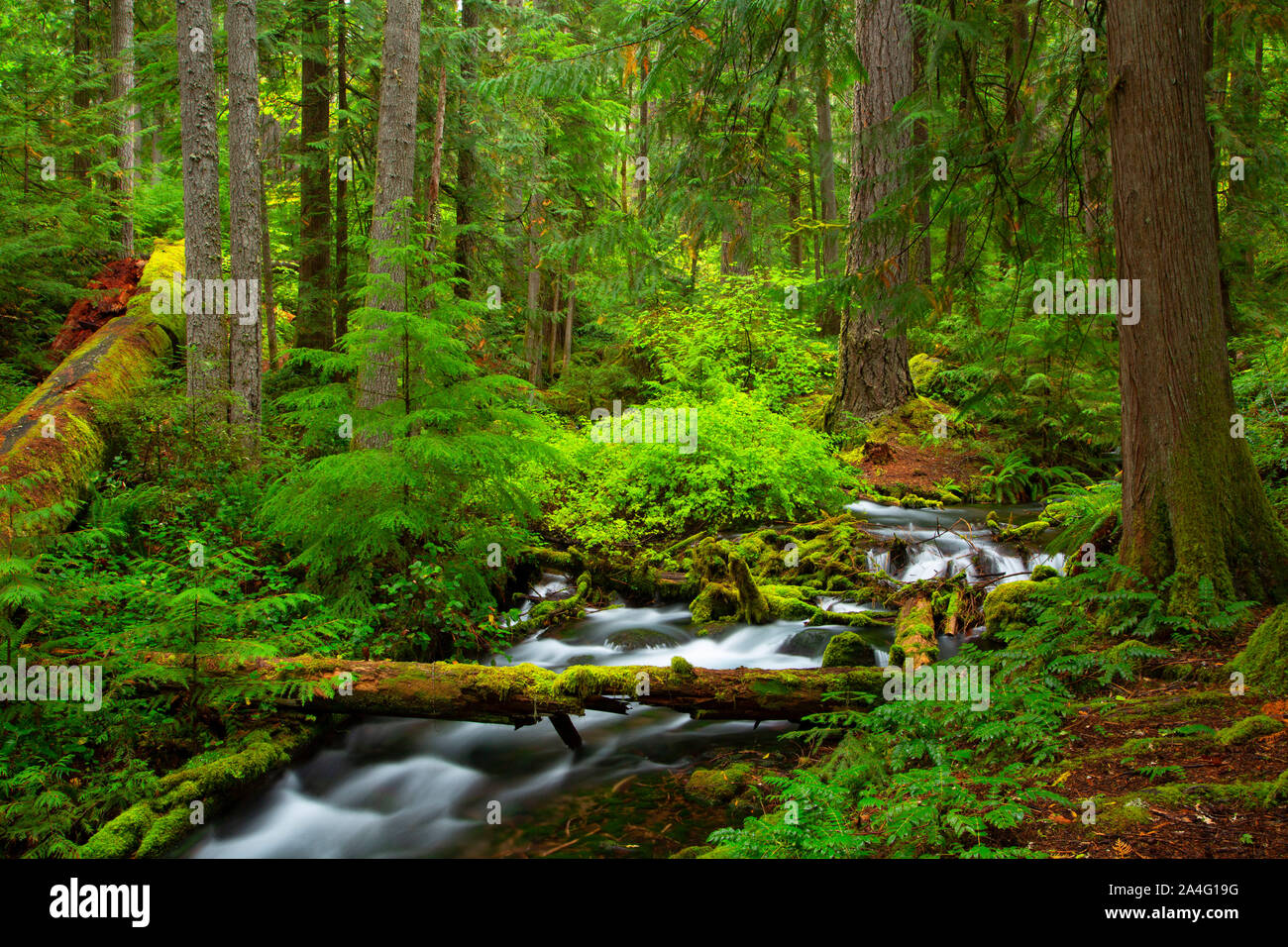 Ressorts Indigo Diamond Drive, le long de la forêt nationale de Willamette, Oregon Banque D'Images