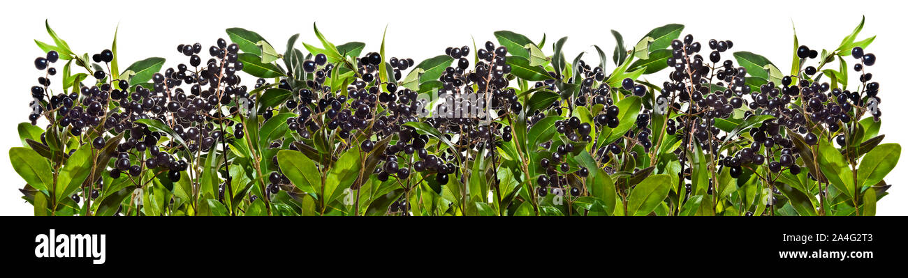 Des brindilles de troènes avec de petits fruits noirs o fond blanc Banque D'Images