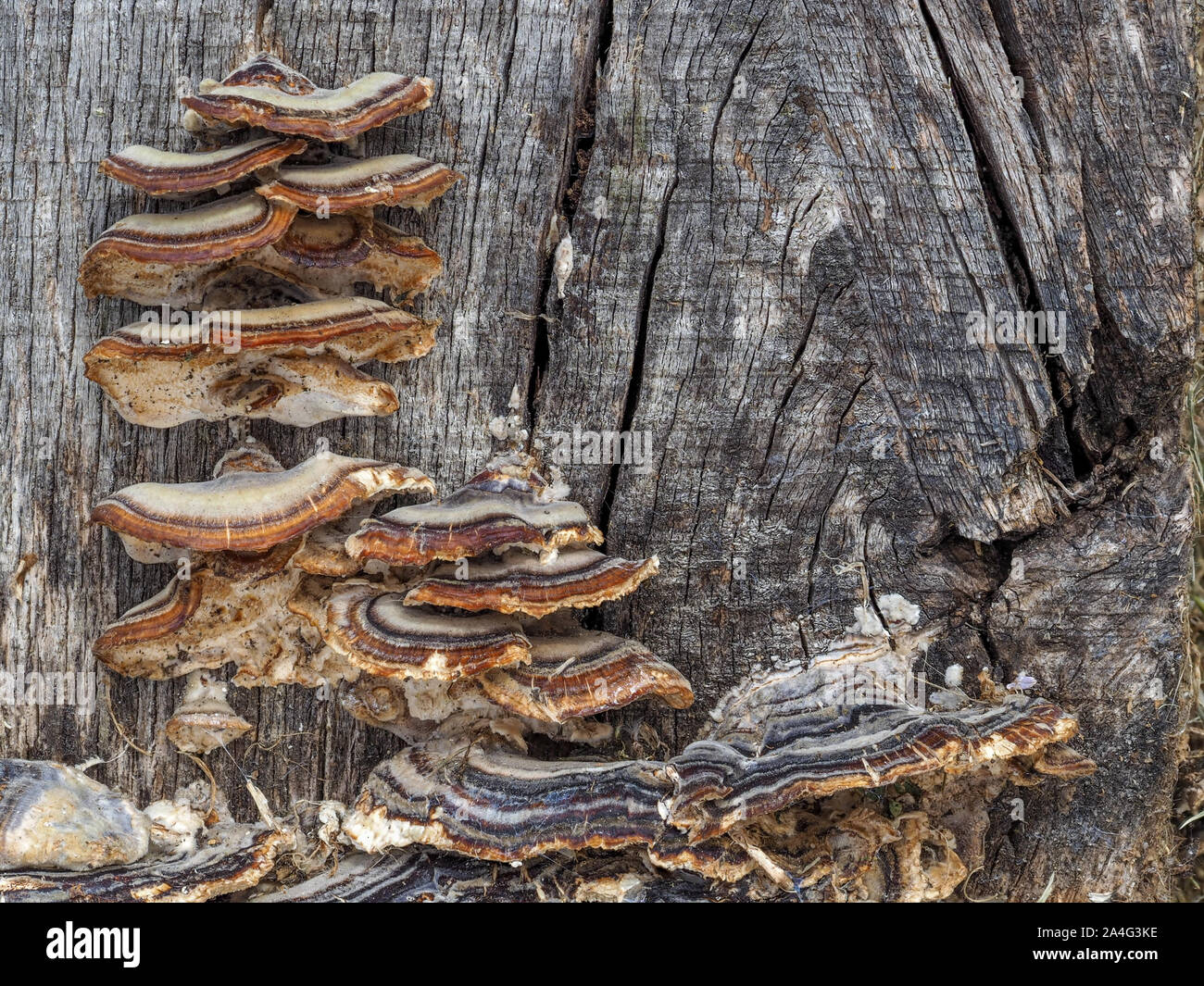 Un close up detail de brun et gris gris Turquie Queue Trametes versicolor sur un lit de jardin en bois de feuillus se connecter Banque D'Images