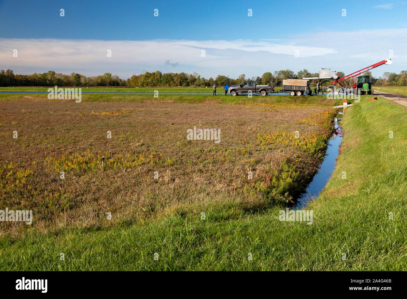 South Haven, Michigan - un marais de canneberge à DeGRandchamp fermes. Lorsque les baies sont mûres, la tourbière sera inondée et le fruit sera flottante colle Banque D'Images