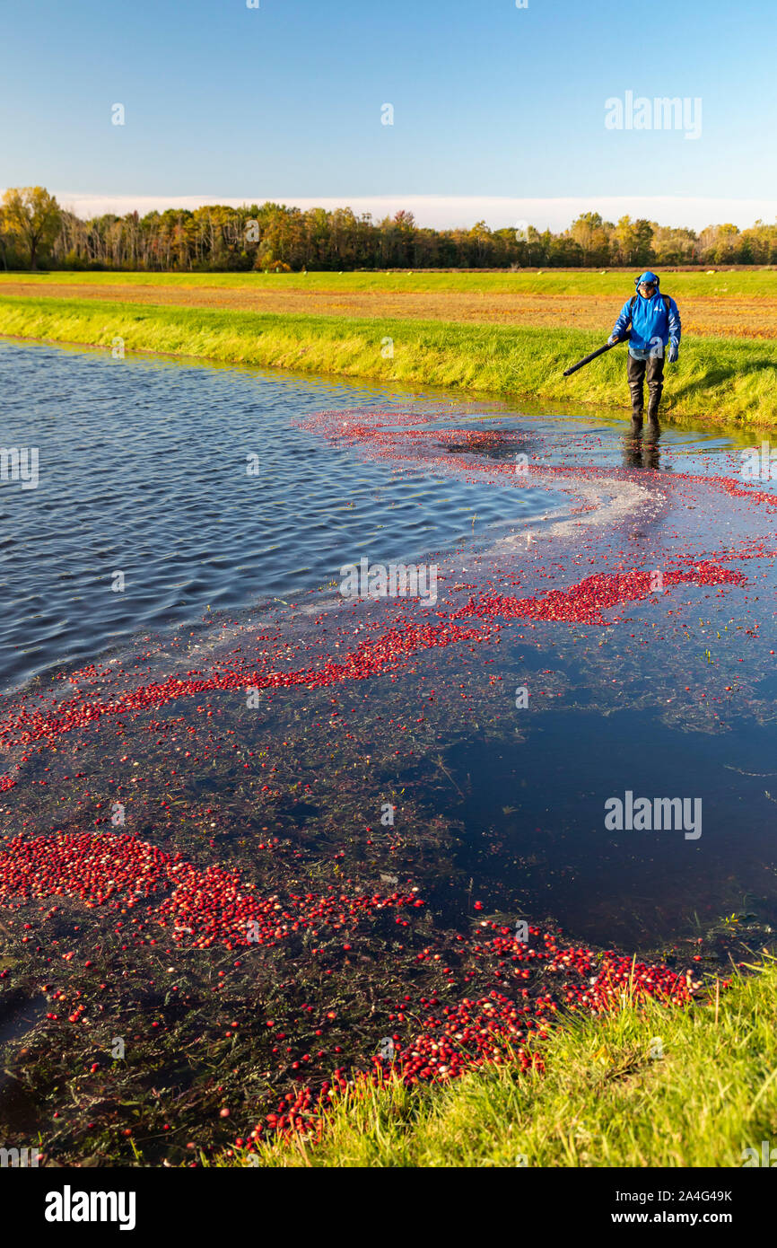 South Haven, Michigan - Récolte des travailleurs les canneberges à DeGRandchamp fermes. Le marais de canneberge est inondé permettant au fruits flottants doivent être collectées. Banque D'Images