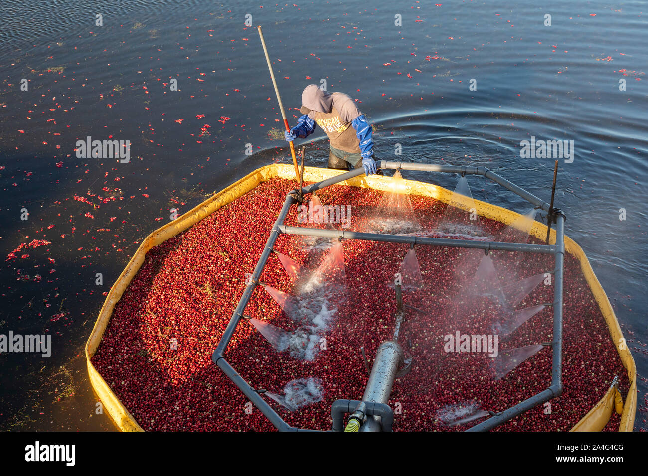 South Haven, Michigan - Récolte des travailleurs les canneberges à DeGRandchamp fermes. Le marais de canneberge est inondé permettant au fruits flottants doivent être collectées. Banque D'Images