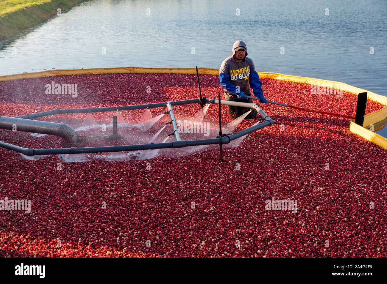 South Haven, Michigan - Récolte des travailleurs les canneberges à DeGRandchamp fermes. Le marais de canneberge est inondé permettant au fruits flottants doivent être collectées. Banque D'Images