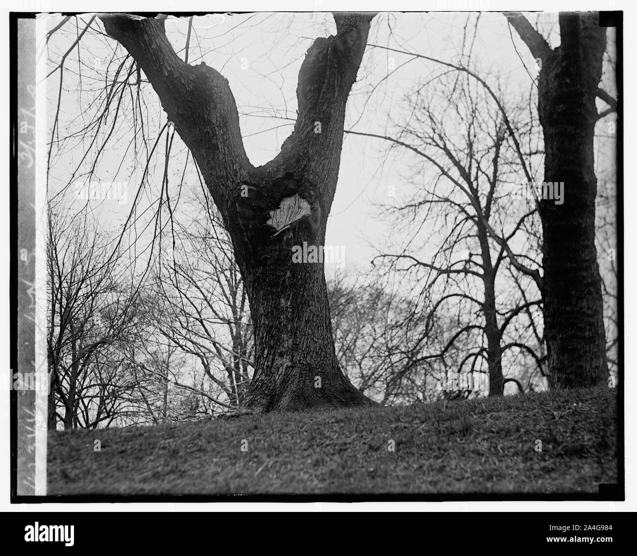 Arbre dans W.H. motifs, 25/03/29 Banque D'Images
