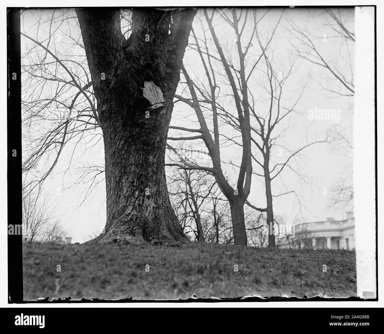 Arbre dans W.H. motifs, 25/03/29 Banque D'Images