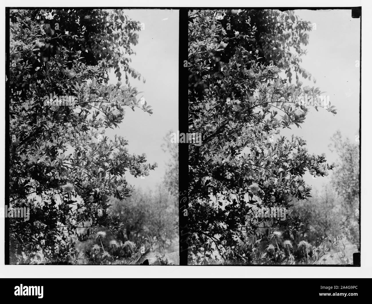 Arbres et arbustes. Fleurs de grenadier (Punica granatum L.). Banque D'Images