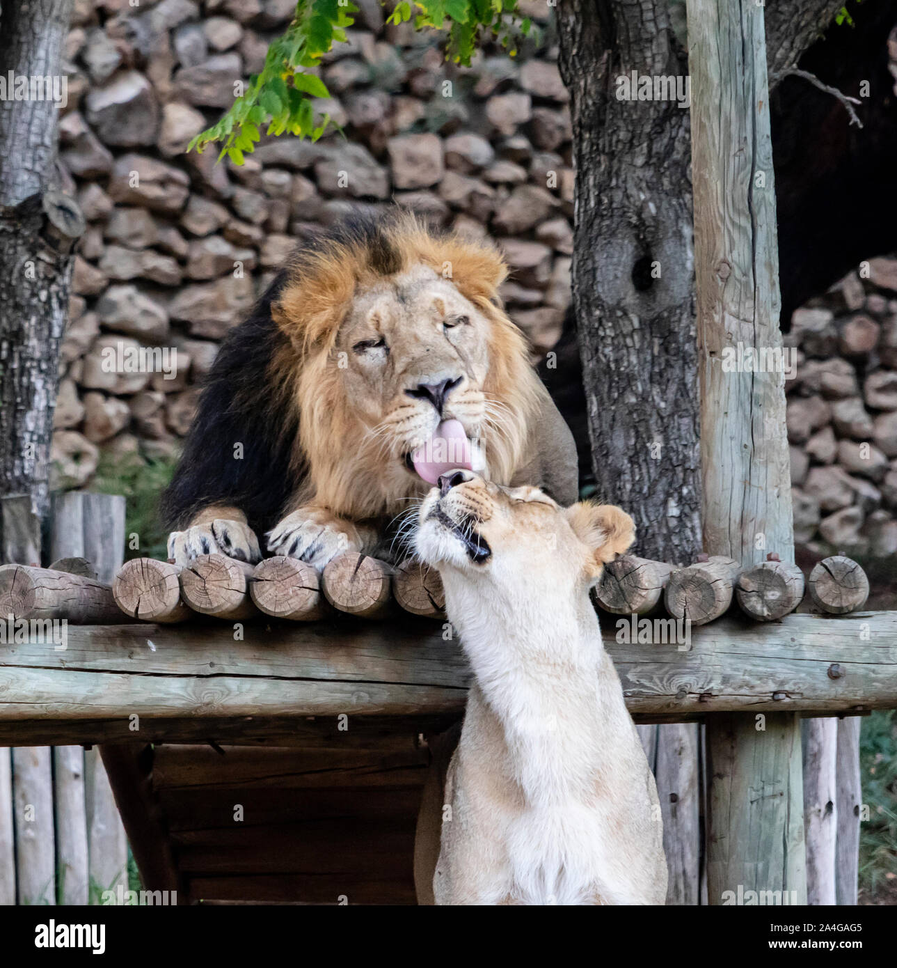 Un lion et une lionne montrer affection dans le Jérusalem, Israël, zoo Banque D'Images