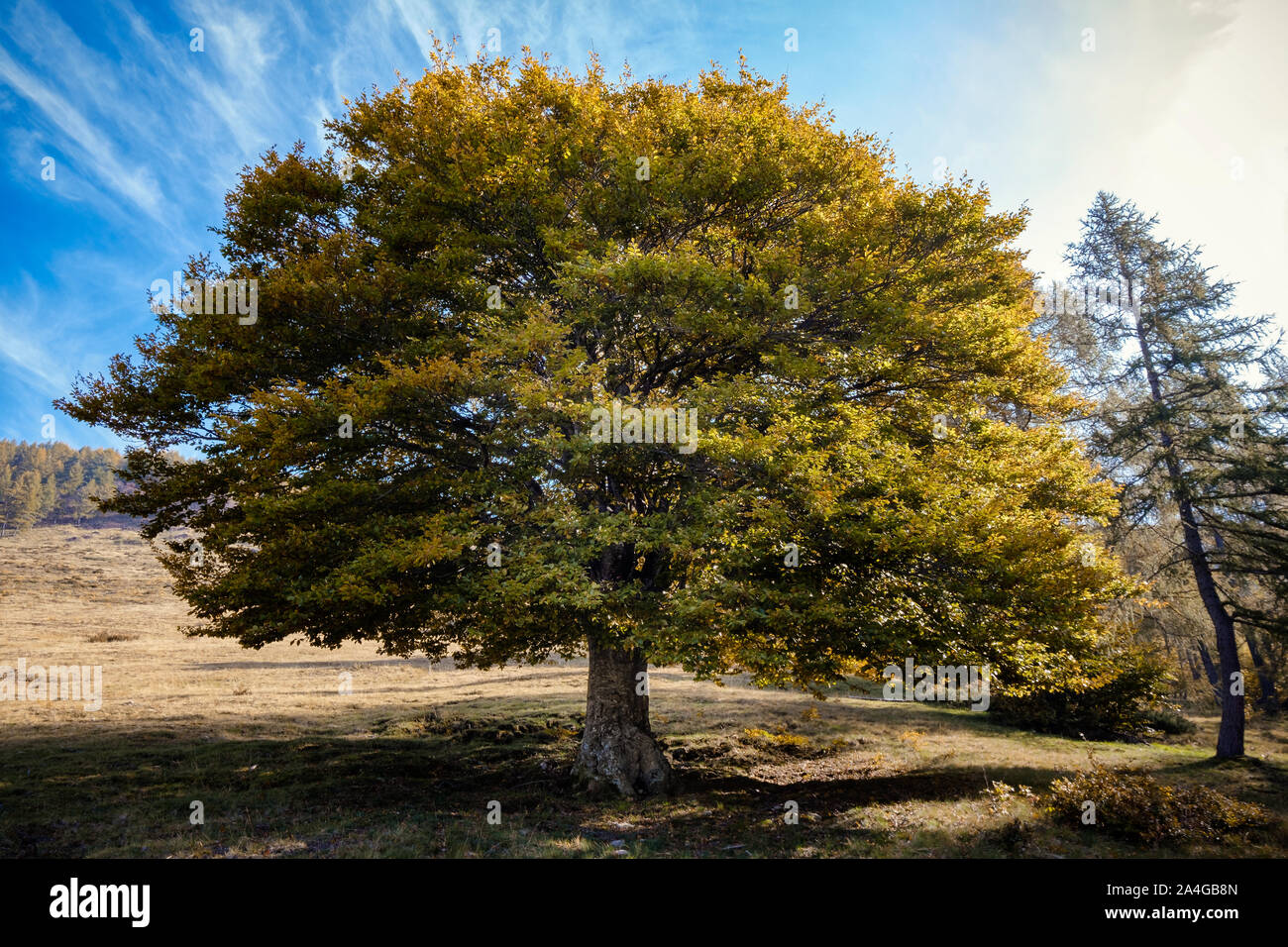 Seul orme en couleurs de l'automne, Lombardie, Italie Banque D'Images