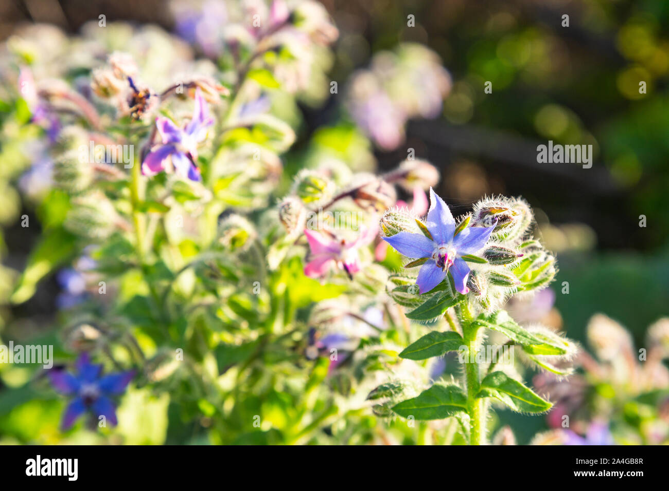Libre de la bourrache sur une journée ensoleillée d'automne - Borago officinalis Banque D'Images Libre de la bourrache sur une journée ensoleillée d'automne - Borago officinalis Banque D'Images