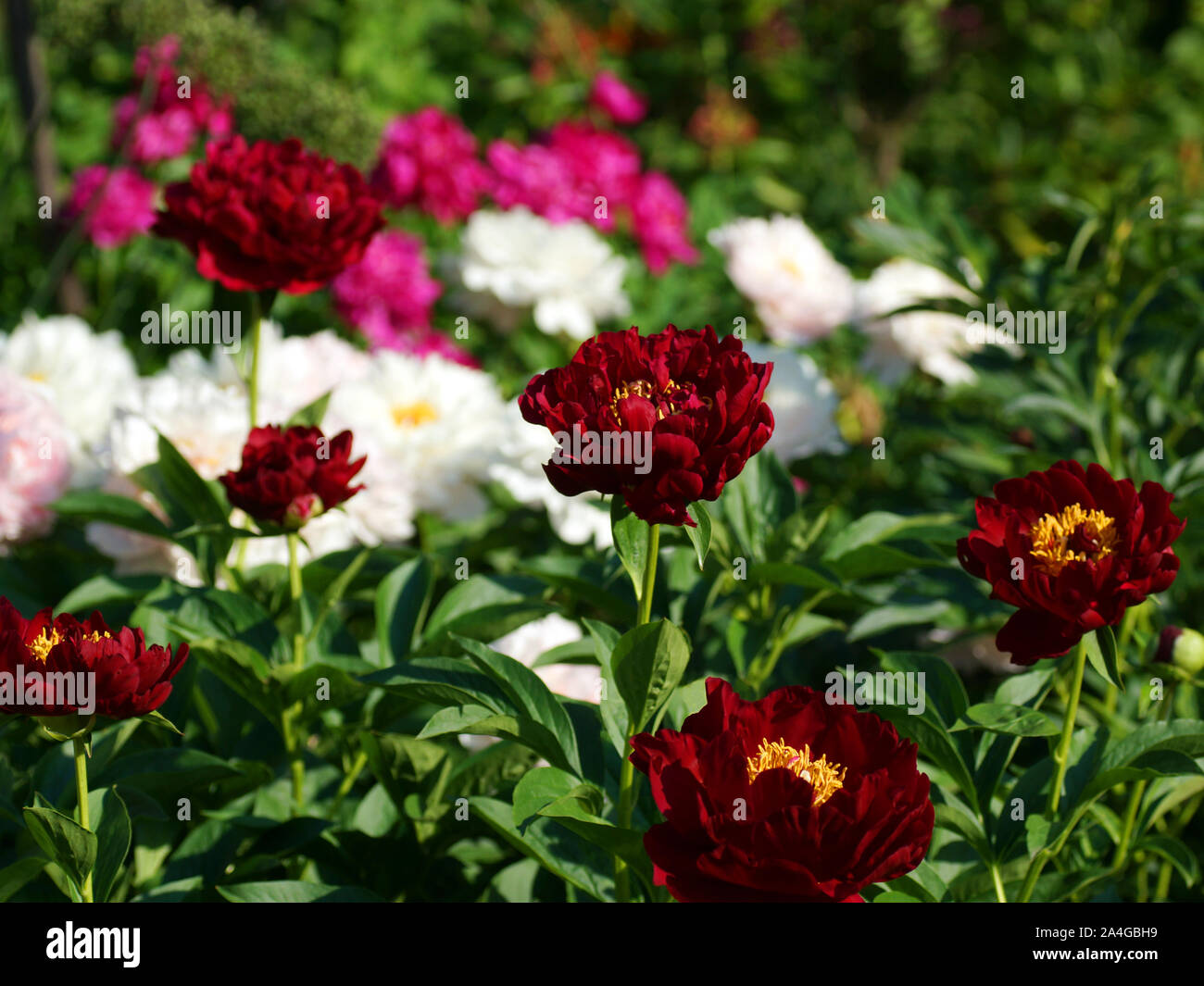 Paeonia Old Faithful. Fleur de pivoine rouge double. Paeonia lactiflora pivoine chinoise (ou même jardin pivoine). De nombreuses fleurs de pivoines dans le jardin. Banque D'Images