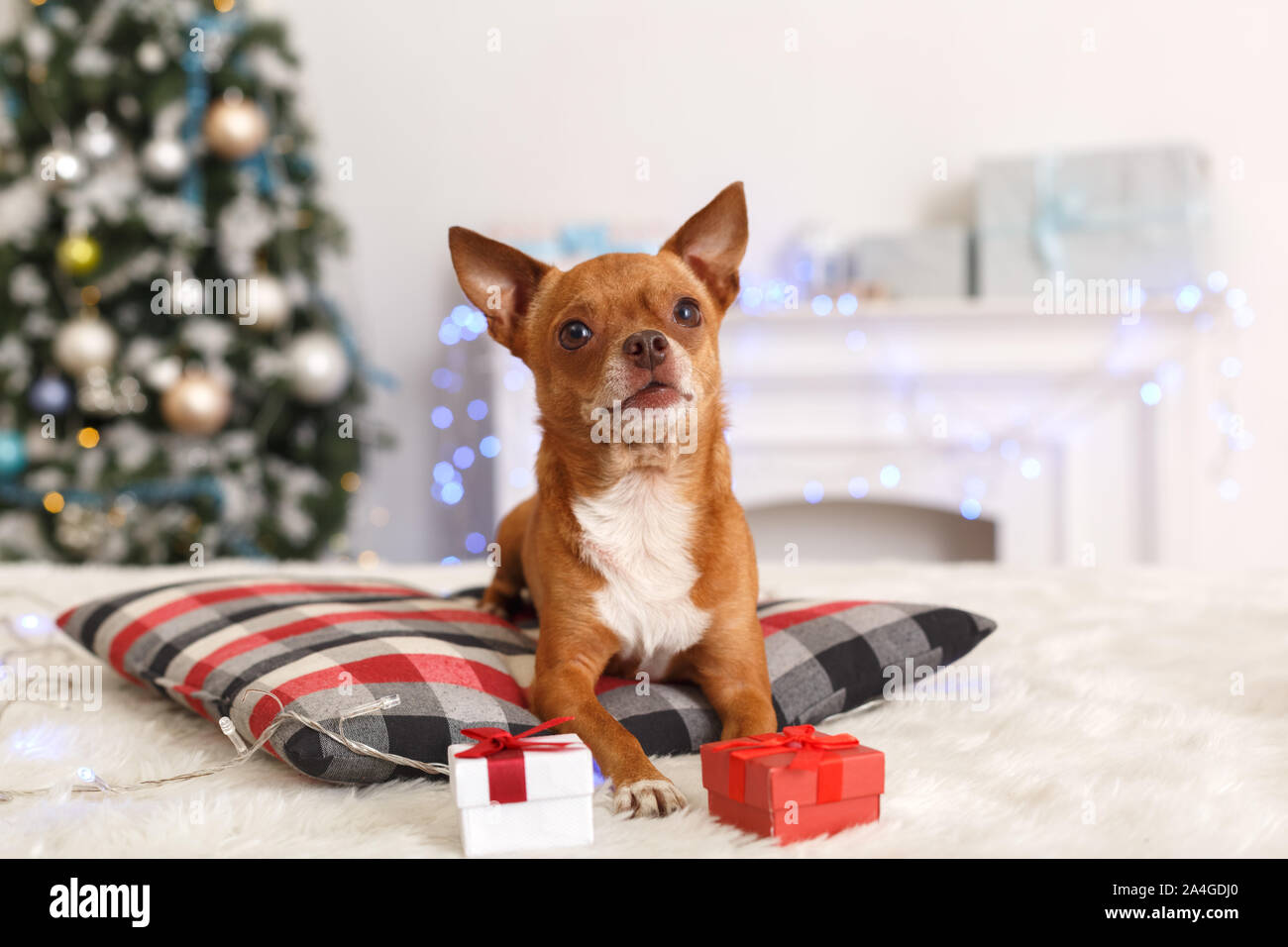 Nouvelle Année. Chambre décorée avec oreiller chien couché sur babioles et présente à la curieux appareil photo close-up Banque D'Images