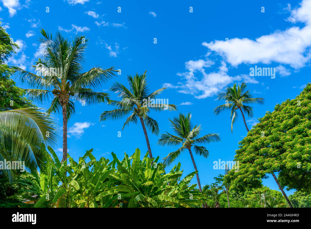 Hawaiian Palm arbres avec arbres et plantes tropicales Banque D'Images