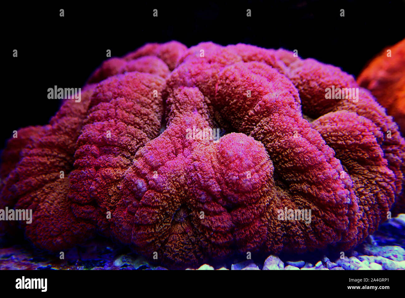 Lobophyllia rouge corail Cerveau - Lobophyllia hemprichii Banque D'Images
