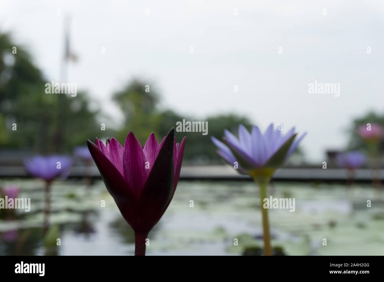 Les fleurs de lotus en fleurs avec des abeilles la collecte du pollen de son nectar. Banque D'Images