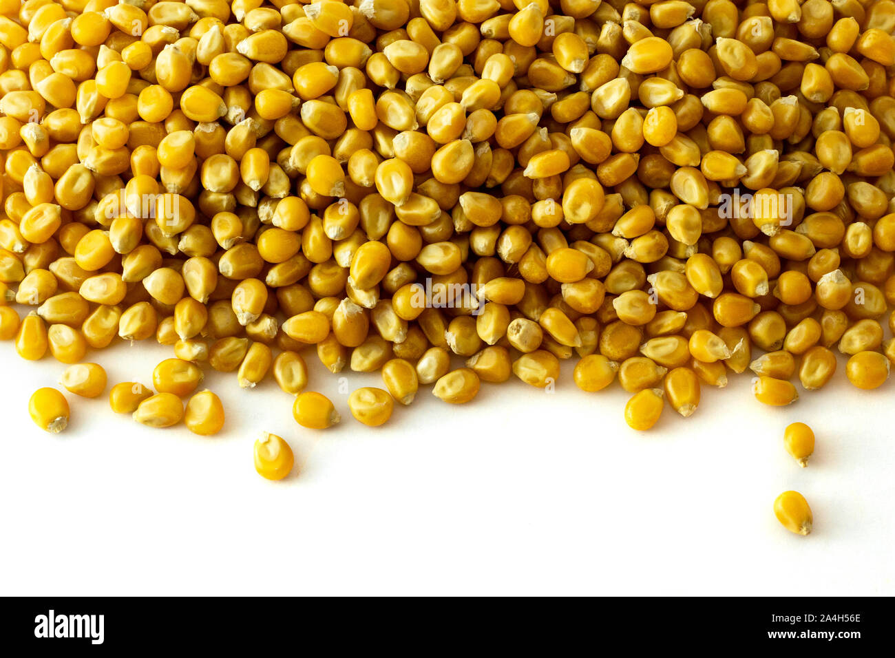 Un groupe de grains de maïs séchés sur fond blanc Banque D'Images