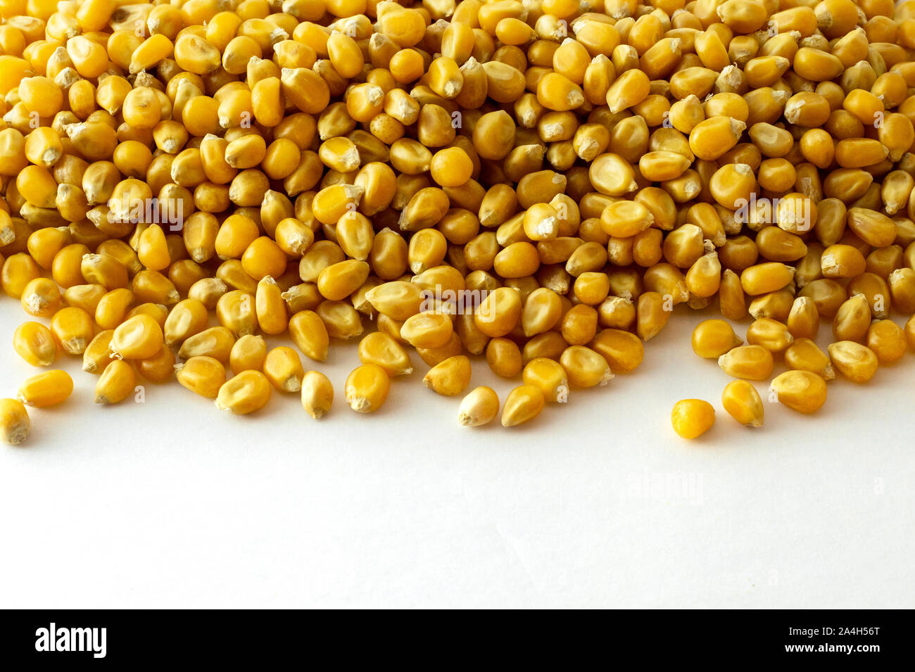 Un groupe de grains de maïs séchés sur fond blanc Banque D'Images