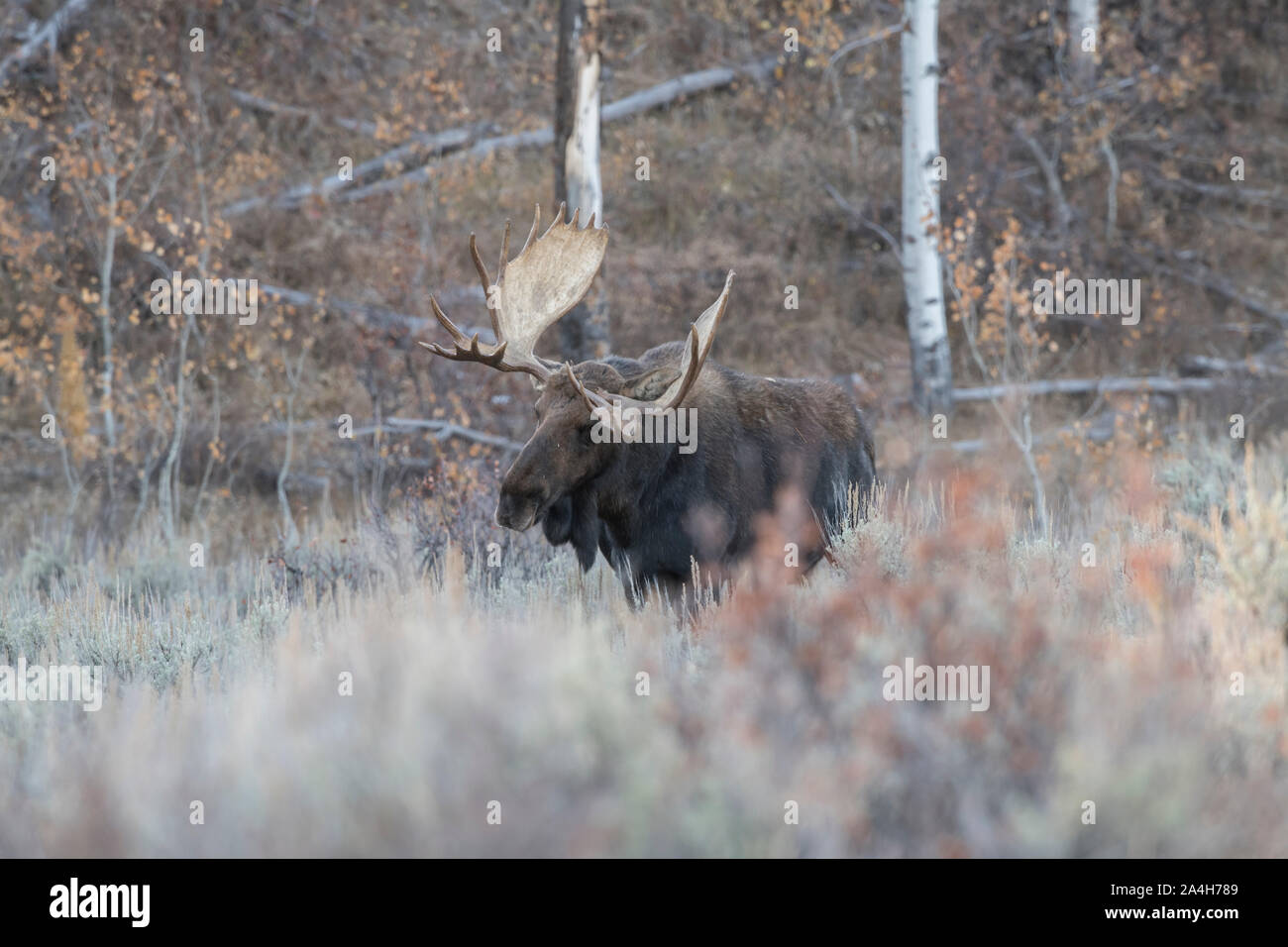 Bull Moose à Grand Teton National Park Banque D'Images