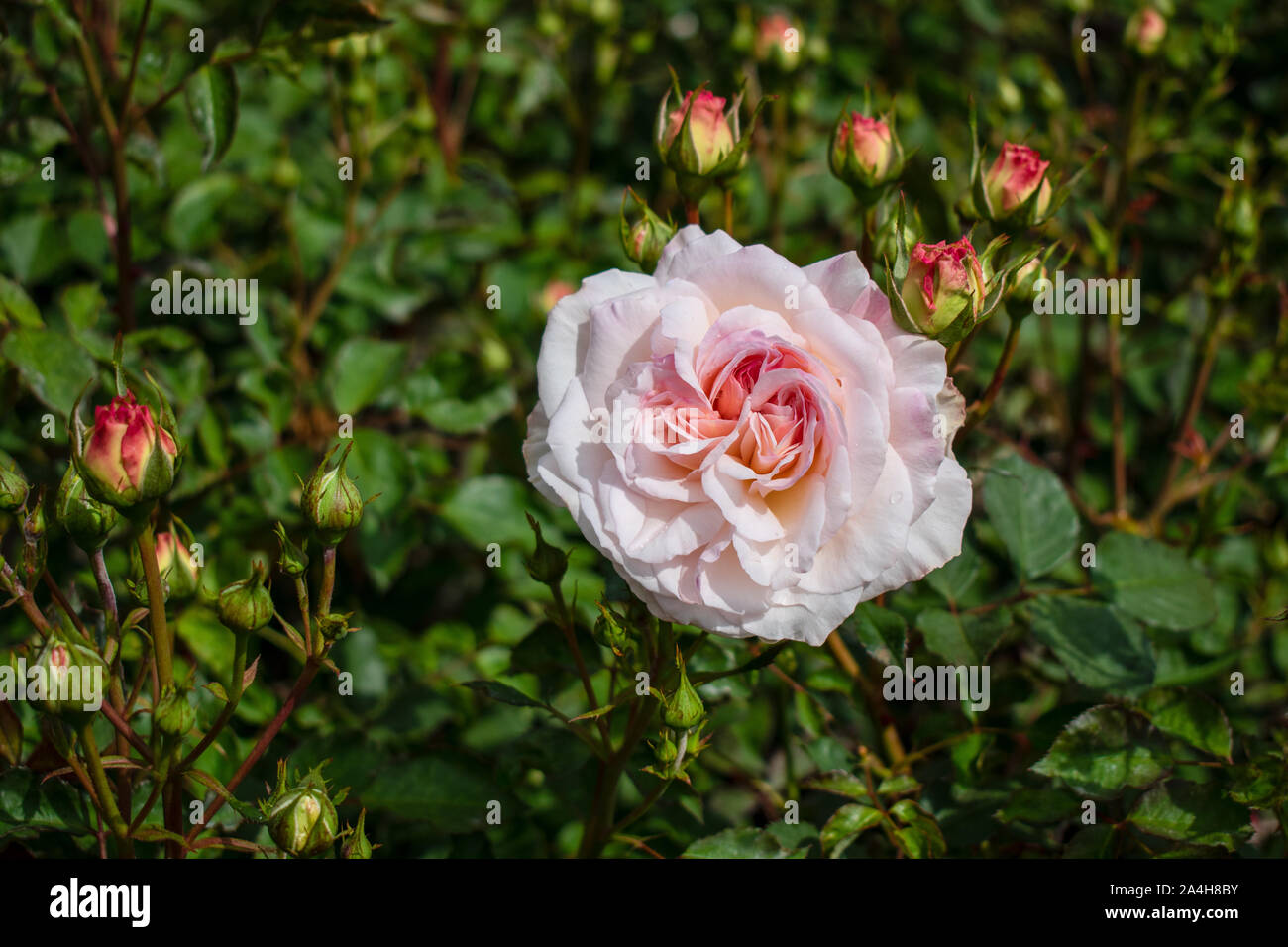 Photo en gros plan de fleur rose blanc isolé dans un jardin. Rosa chinensis. communément appelé rose bengale ou rose chinois Banque D'Images