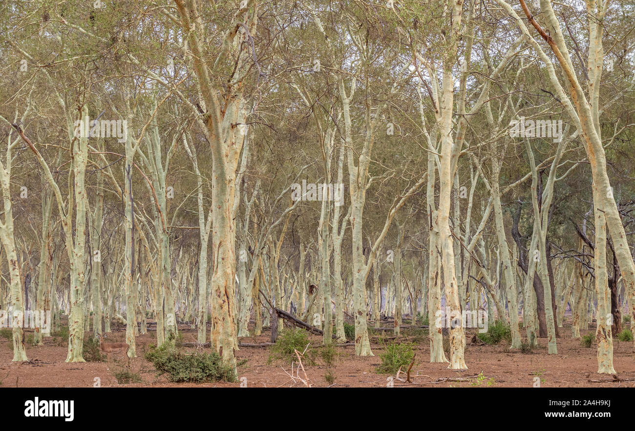 Fever tree forêt dans la région de Pafuri dans la partie nord du parc national Kruger en Afrique du Sud libre de droit en format horizontal Banque D'Images