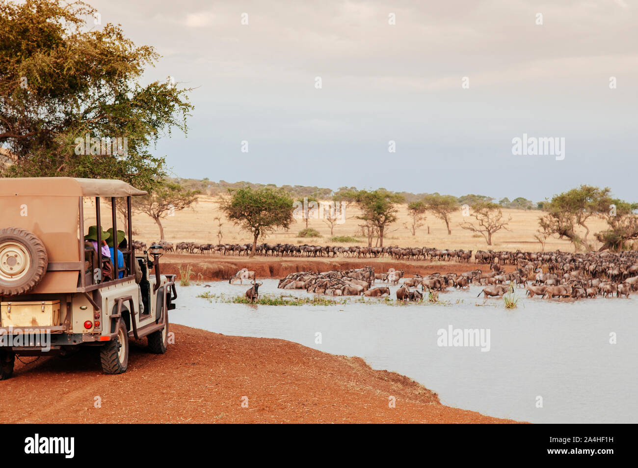 Tanzanie Afrique Safari Trip wildlife watch tour - Troupeau de gnous africains à golden grass meadow près de River of Serengeti Grumeti réserver Savanna f Banque D'Images