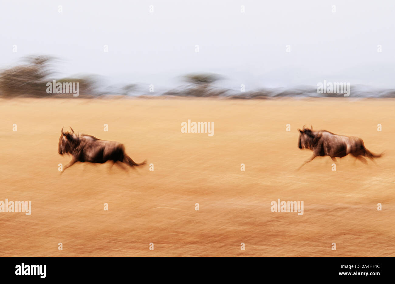 Abstract image floue de gnous africains courir vite du Serengeti Grumeti réserver dans la forêt de la savane africaine - soirée Tanzanie Safari wildlife tri Banque D'Images