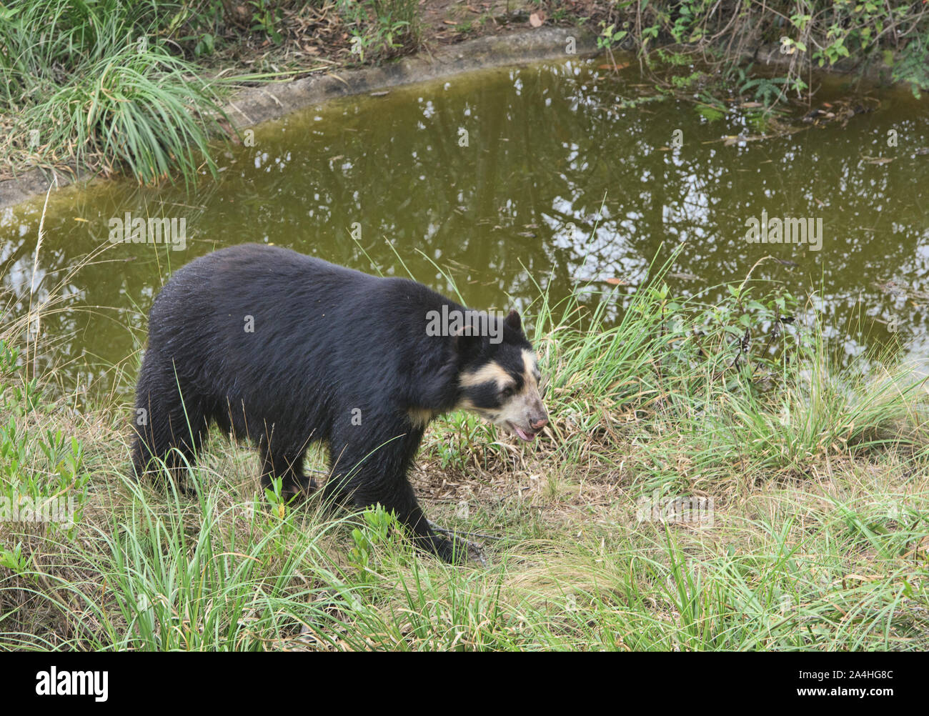 Ours à lunettes (Tremarctos ornatus), l'Équateur Banque D'Images