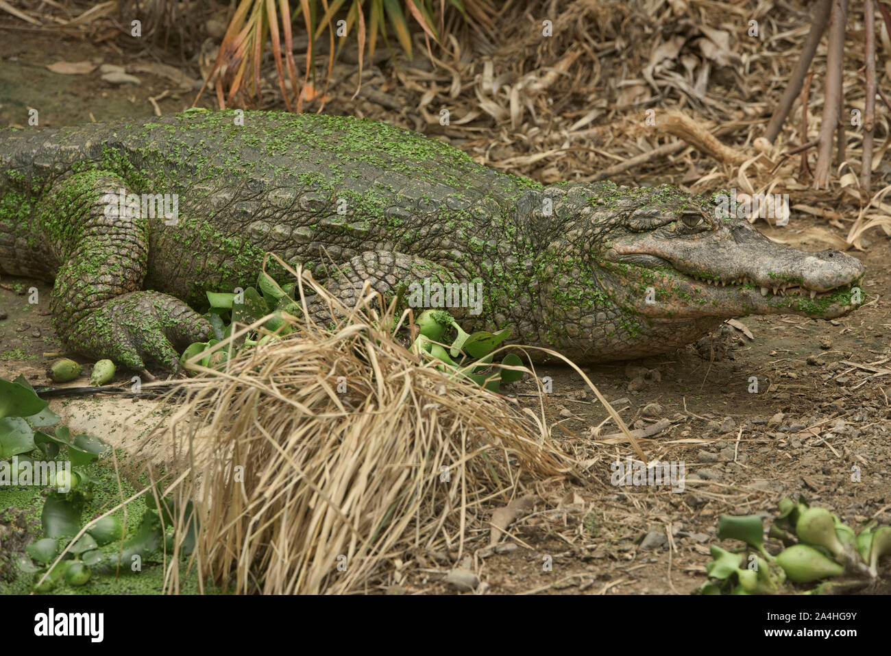 Caïman Noir (Melanosuchus niger), l'Équateur Banque D'Images