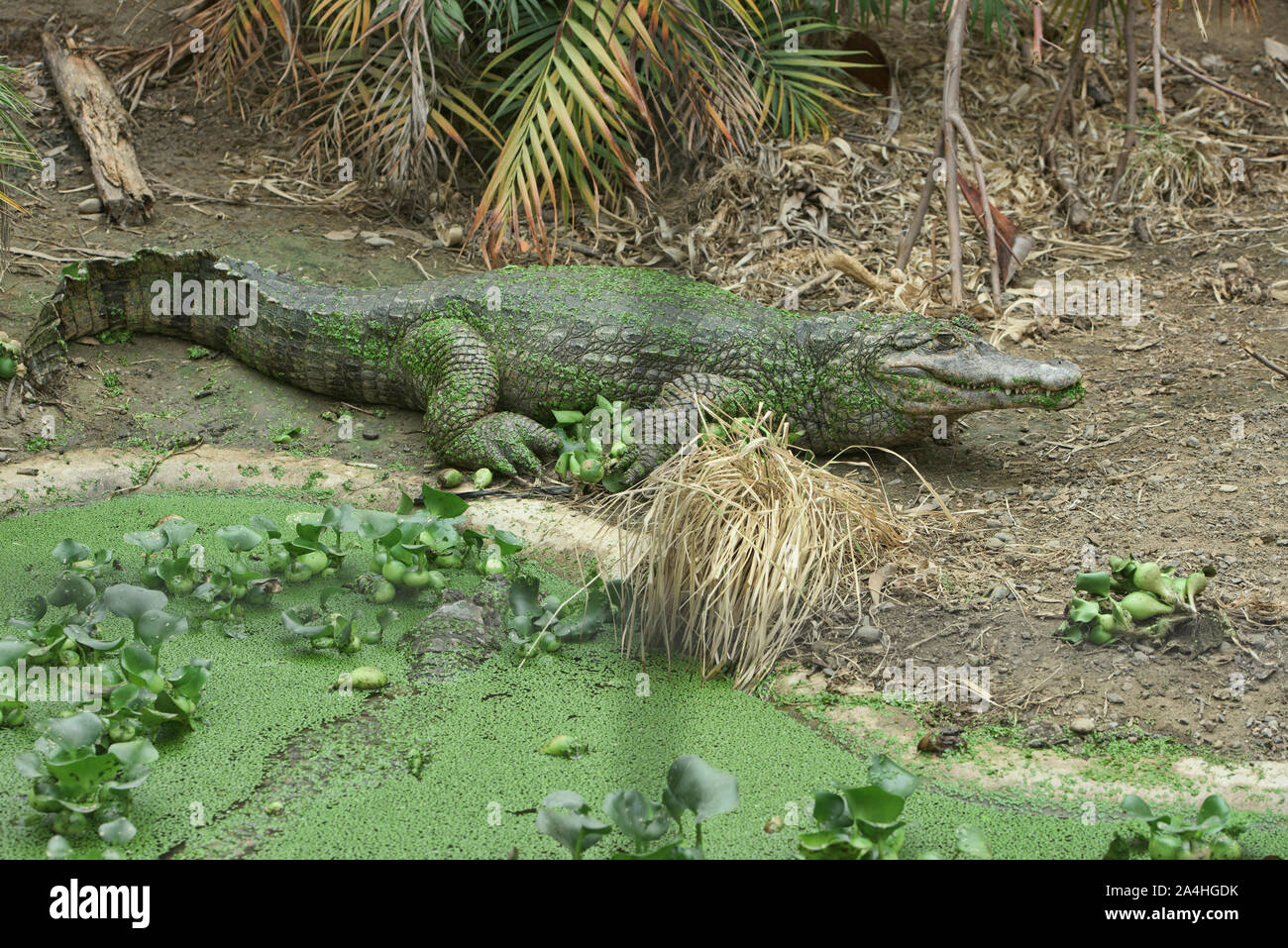 Caïman Noir (Melanosuchus niger), l'Équateur Banque D'Images