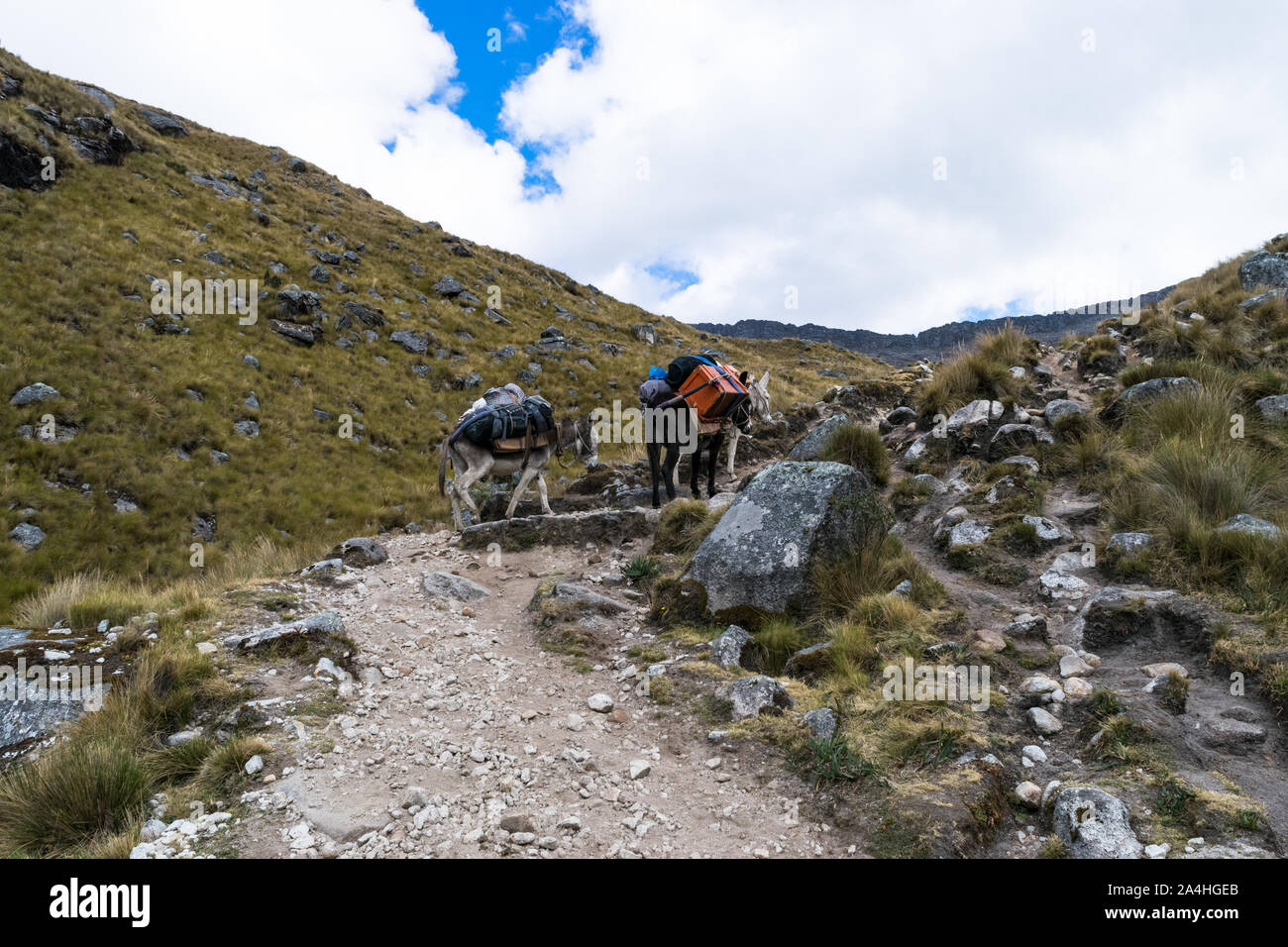 Deux ânes transportant l'équipement et le matériel sur une expédition d'alpinisme dans les Andes au Pérou Banque D'Images