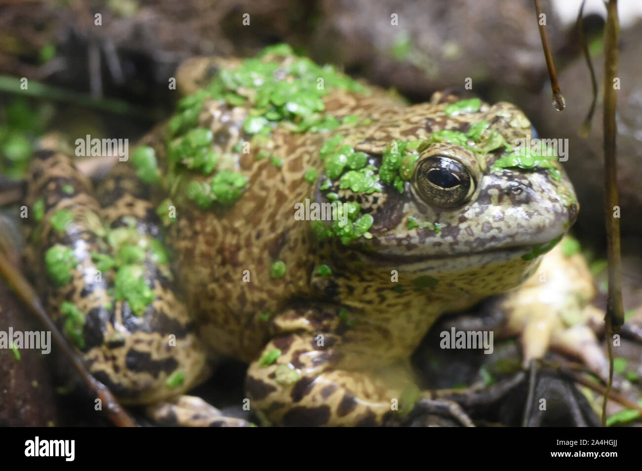 (Lithobates catesbeianus grenouille taureau américain), Amaru Biopark, Cuenca, Équateur Banque D'Images