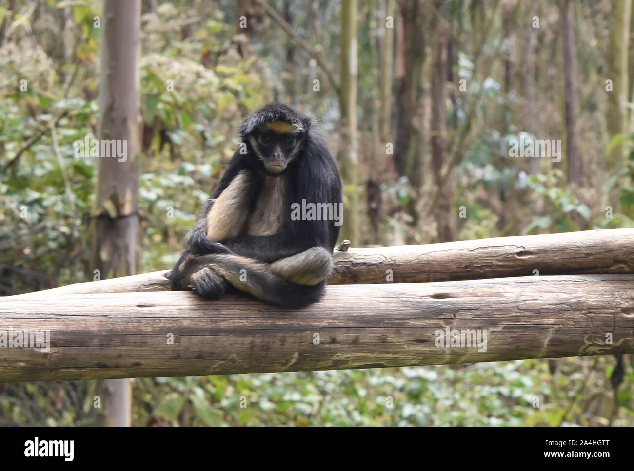 White-bellied singe-araignée (Ateles anaconda), l'Équateur Banque D'Images