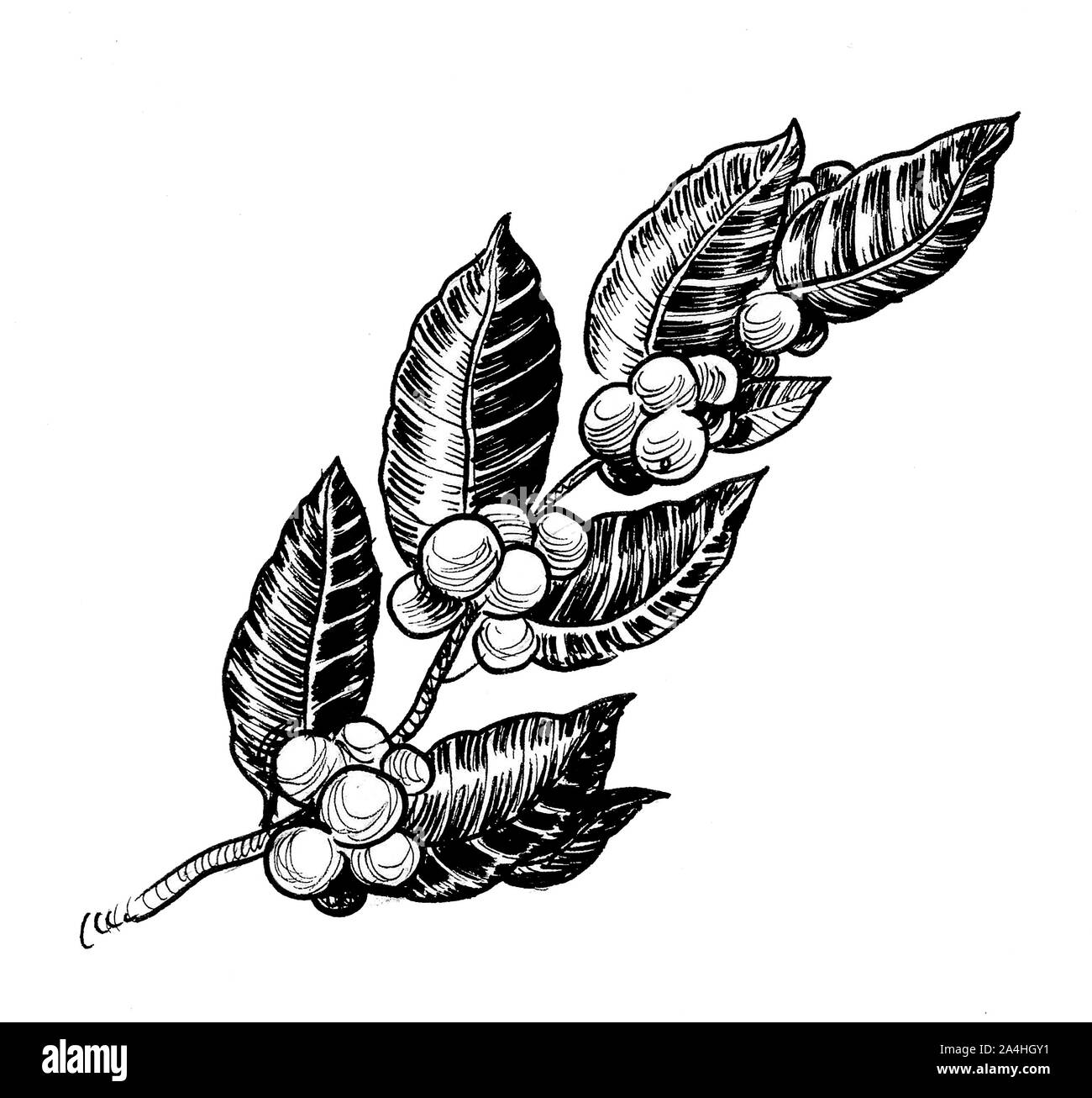 Branche de l'arbre du café. Dessin noir et blanc Encre Banque D'Images