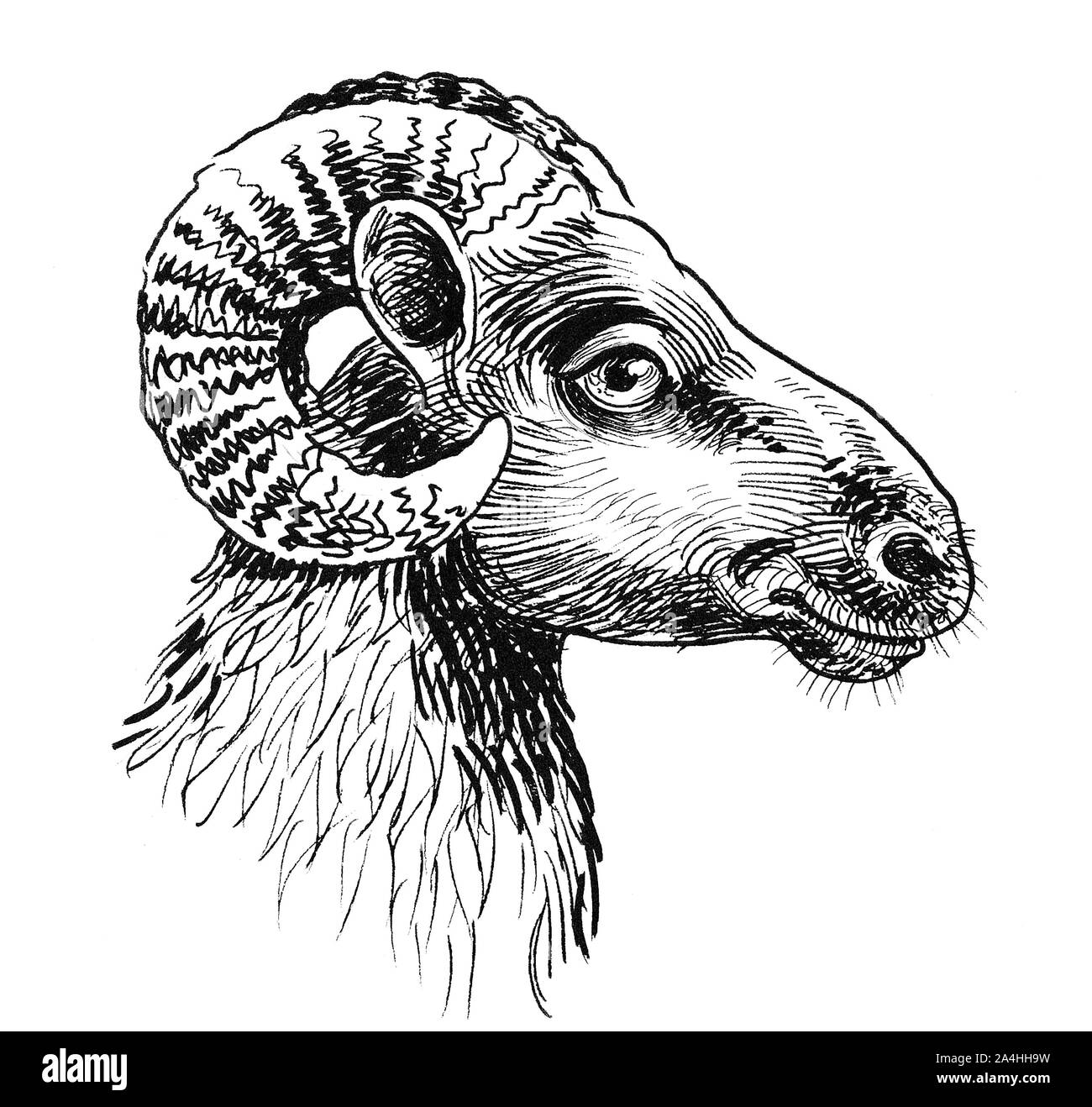 La tête de vérin. Dessin noir et blanc Encre Banque D'Images