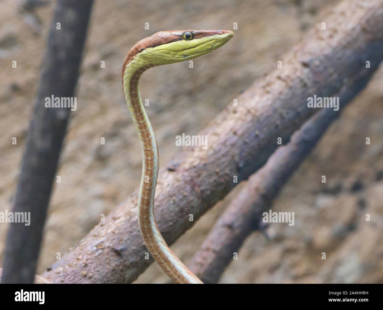La serpent de vigne (oxybelis brevirostris), l'Équateur Banque D'Images