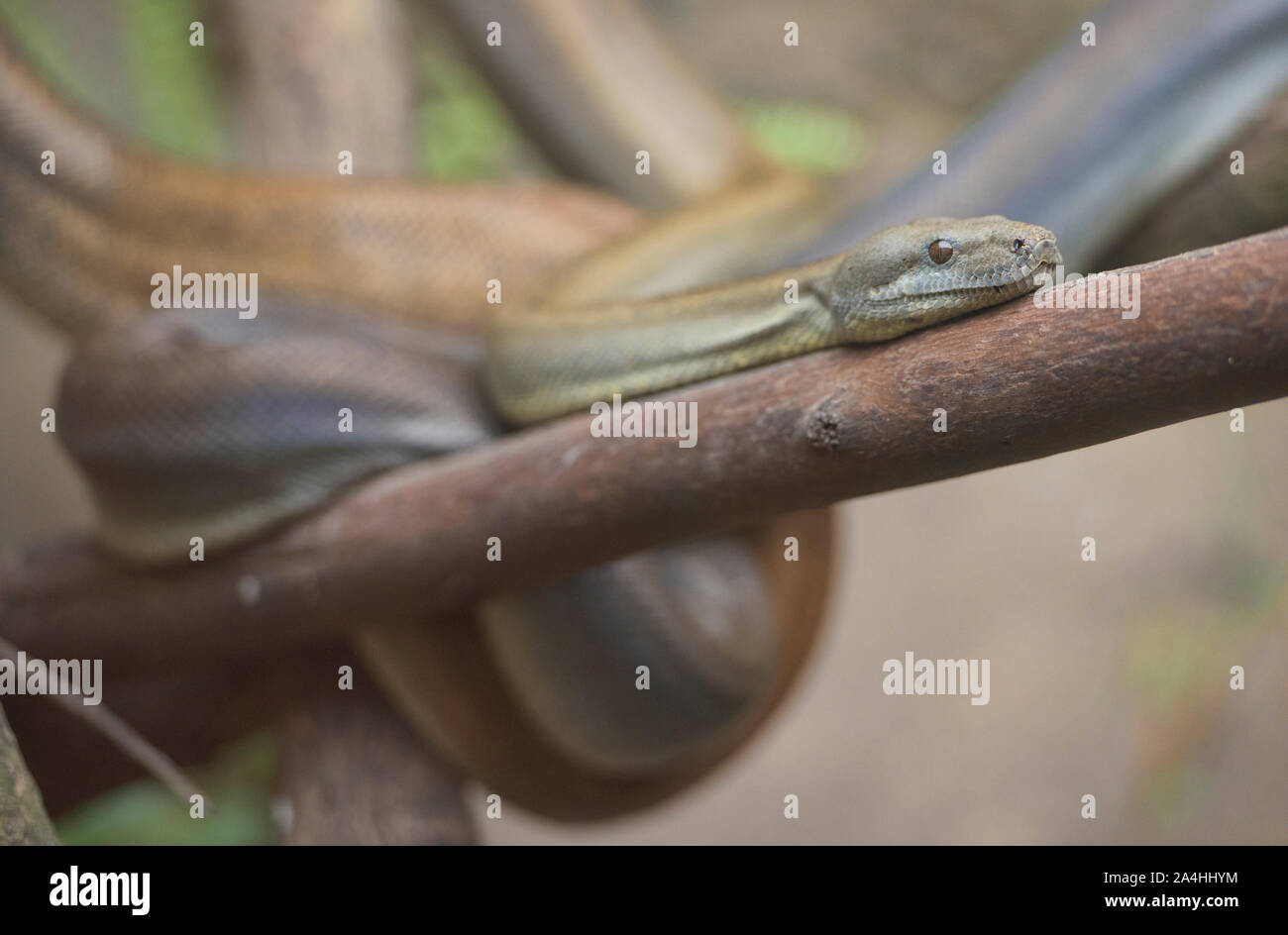 Lojan ortonii boa constrictor (Boa), l'Équateur Banque D'Images