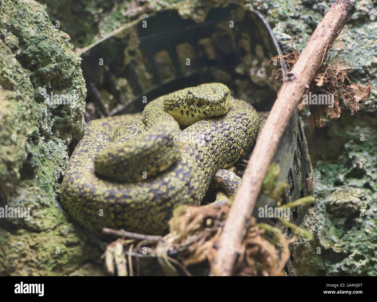 Eyelash Pit Viper Palm (Bothriechis schlegelii), l'Équateur Banque D'Images