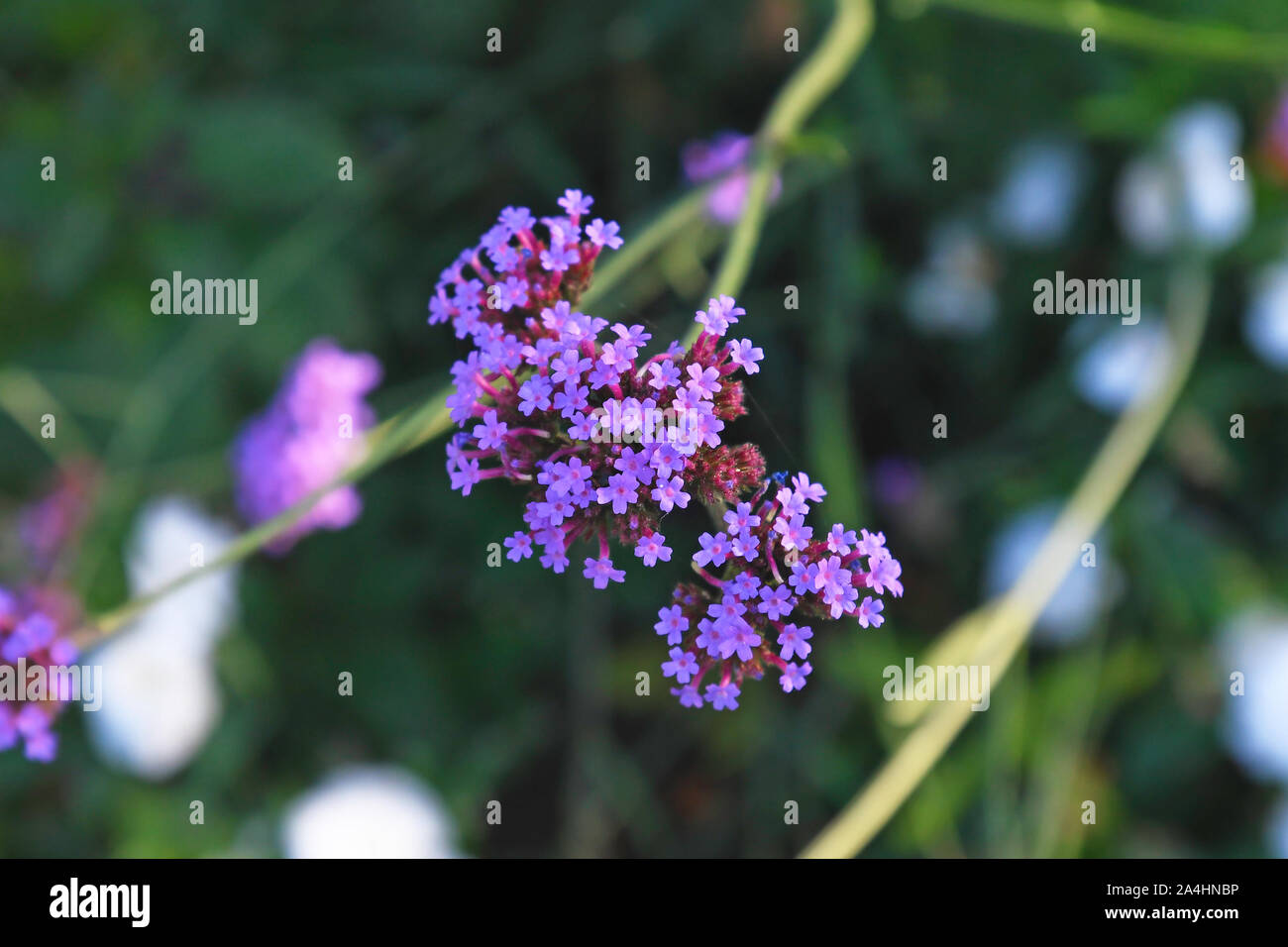 Beaucoup de petites violettes Banque de photographies et d'images à haute  résolution - Alamy