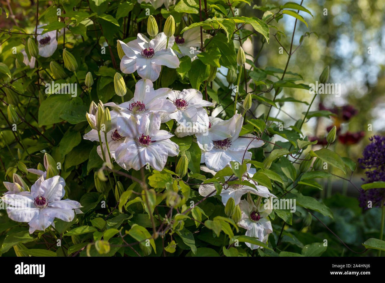 'Miss Bateman' Début à grande fleur, groupe, Klematis (Clematis) Banque D'Images