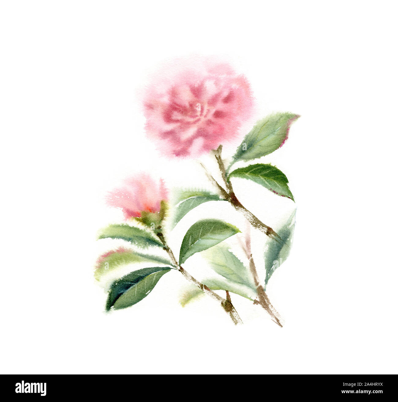 Camellia aquarelle des branches d'arbre avec deux fleurs roses et feuilles. La main floral illustration isolé sur blanc pour la conception de la papeterie de mariage Banque D'Images